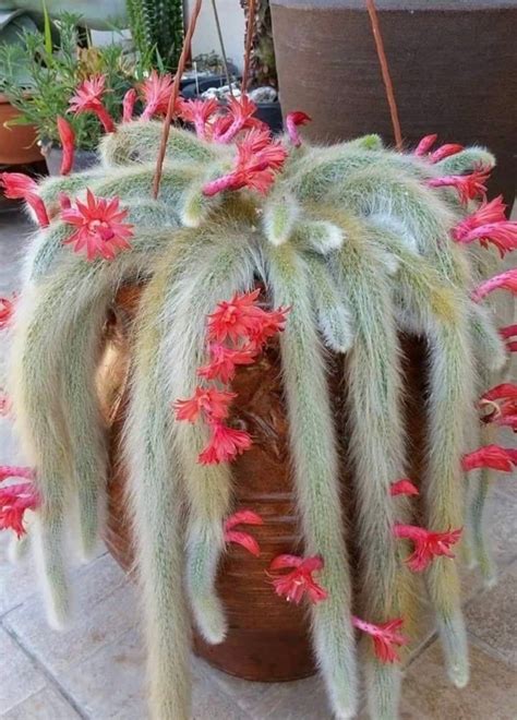 4 Pot of Monkey Tail Cactus Fox Tails Cleistocactus Colademononis Live ...