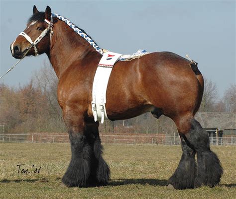 Dutch Draft Horse Info, Origin, History, Pictures