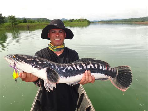 Thailand Giant Snakehead (Toman) And Wild Fishing.: UK Anglers- Wild ...