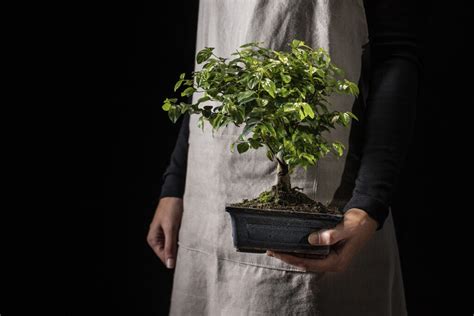 How to Grow & Care for an Indoor Bonsai Tree? - Hooked on Bonsai