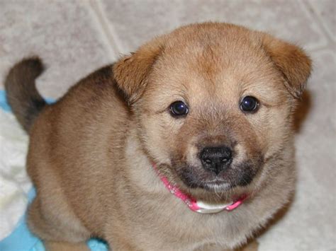 Korean Jindo Info, Temperament, Care, Training, Puppies, Pictures