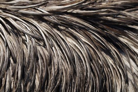 Free Images : bird, wing, wood, fur, brown, feather, material, thread ...