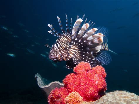 Ponta do Ouro Diving Tour