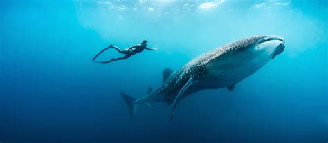 Where is the Best Place to Swim with Whale Sharks? | Jacada Travel