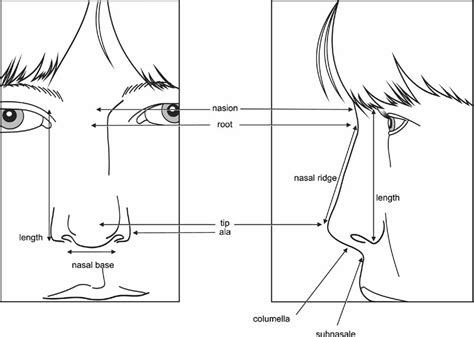 Elements of Morphology: Human Malformation Terminology