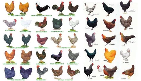 Chicken Breeds Chart With Pictures Farming Equipment | The Best Porn ...