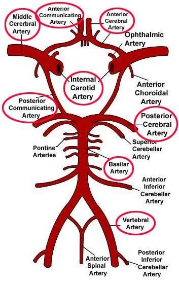 anterior communicating artery - Google Search | Circle of willis ...