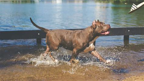 Pitbull Dog Training: (Step By Step) Training Guide