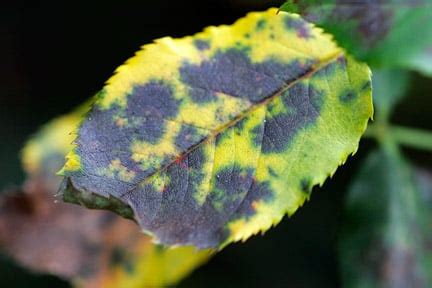 Rose black spot / RHS Gardening