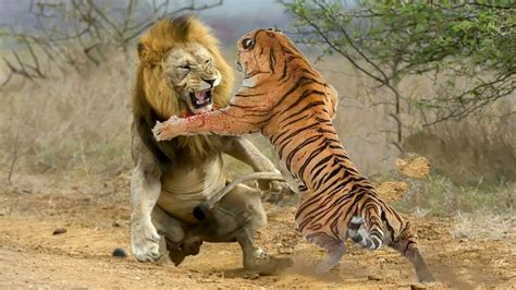 India News Live in 2020 | Lion, Tiger and lion fight, Animals