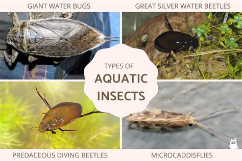 Aquatic Insects - Types of Water Insects Guide With Photos