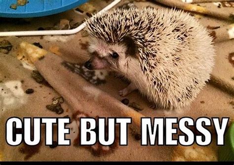 14 funny hedgehog memes that will make you smile – Artofit