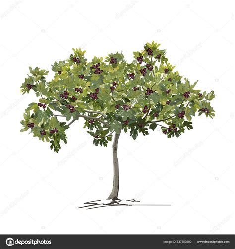 Young fig tree (Ficus carica L.) in summer with fruit Stock Vector ...