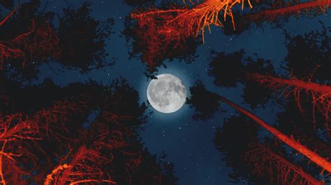 Full Moon Forest 4K Wallpapers | HD Wallpapers