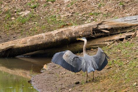 Great-blue Heron | At Sha Dadx wetland habitat restoration a… | Michael ...