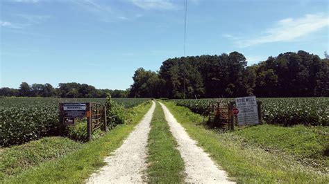 The Rosewell Plantation Ruins – Brandie Sellers