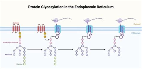 What is Glycosylation? Definition, Types, & Examples