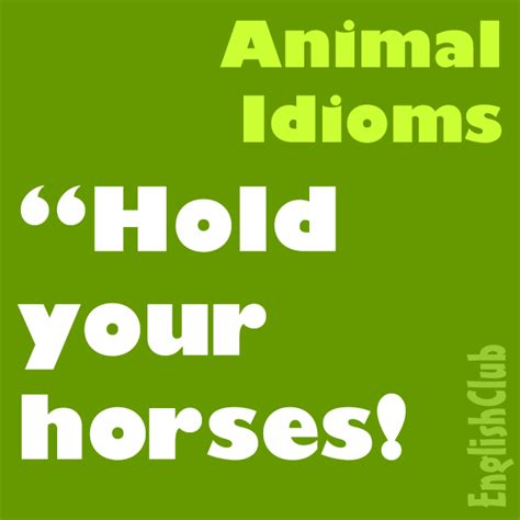 Animal Idioms | Learn English