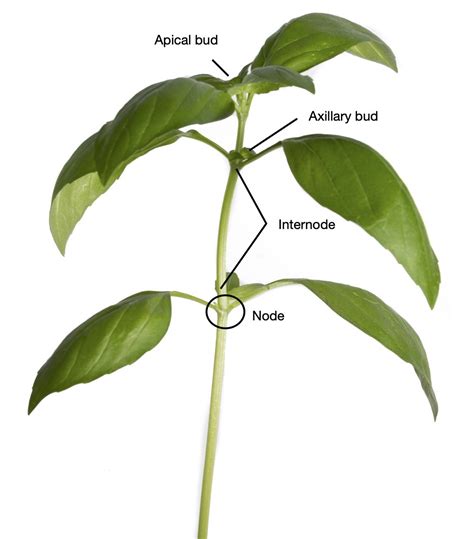 4.1: Leaf structure - Biology LibreTexts