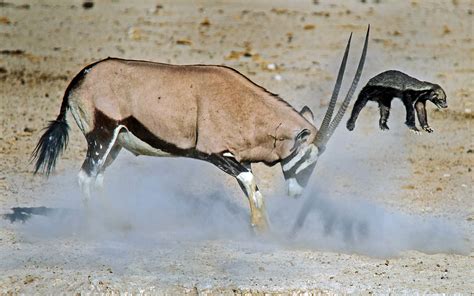 Honey Badger Takes on an Antelope, and It Doesn't Go Well | Live Science