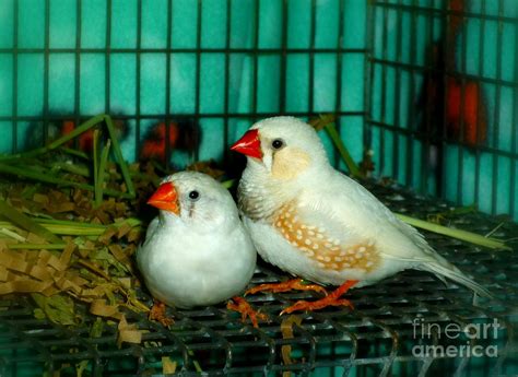 Zebra Finch Pair Photograph by Renee Trenholm