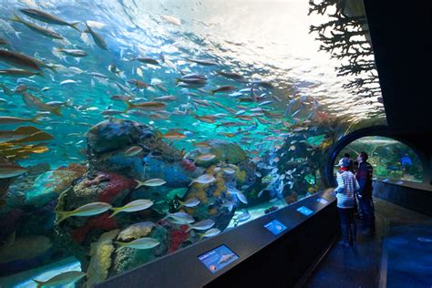 Aquarium Design Services | Serviette Aquarium Consultants