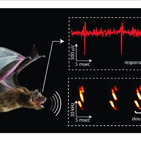 Different approaches to echolocation. Bats use sound waves to see in ...