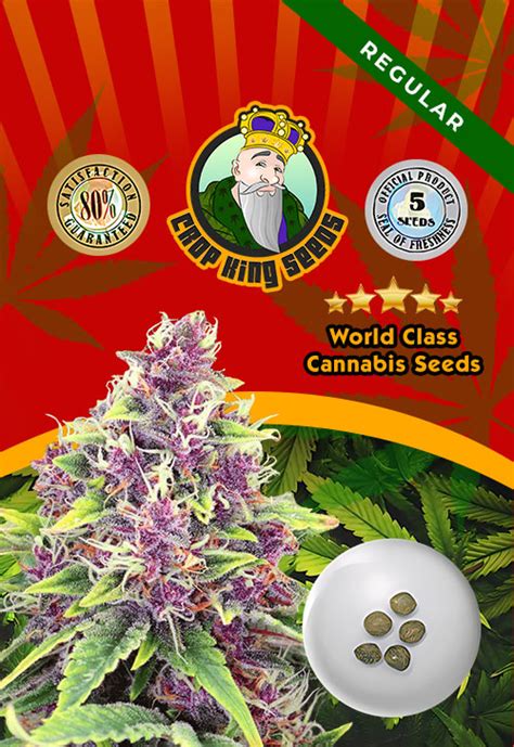 Blueberry Strain Regular Marijuana Seeds | Rocket Seeds