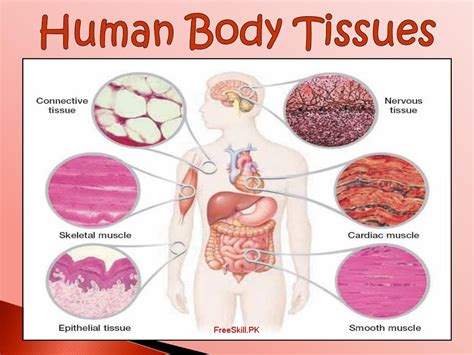 Tissues: Describe Its Types, Function, And Structure | Tissue types ...