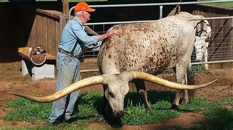 Guinness World Record For Longest Horn Span Goes To Texas Longhorn From ...