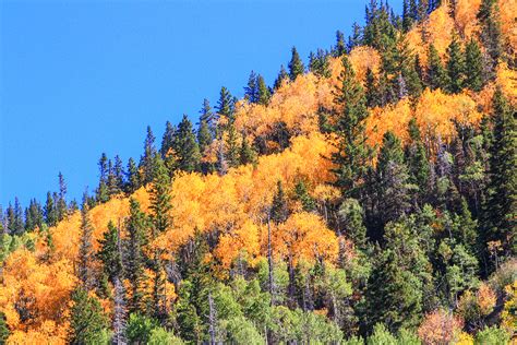 Top Trails for Fall Color - Taos Ski Valley