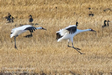 Photographing the Amazing Whooping Crane Migration in Saskatchewan ...