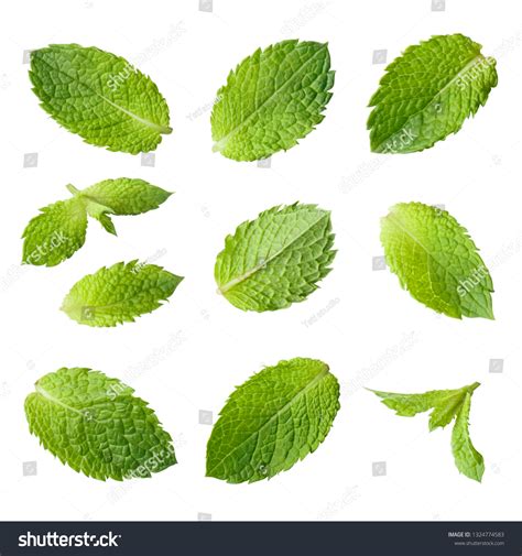 Rich Collection Fresh Mint Leaves Isolated Stock Photo 1324774583 ...