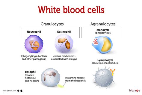 White Blood Cell Chart