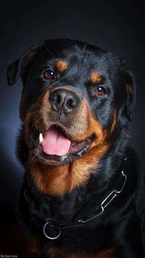 Rottweiler Dog Potrait, rottweiler dog, potrait, pet, black, animal, HD ...