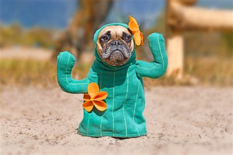 Pet costumes for Halloween: Taco, cactus, princess and more