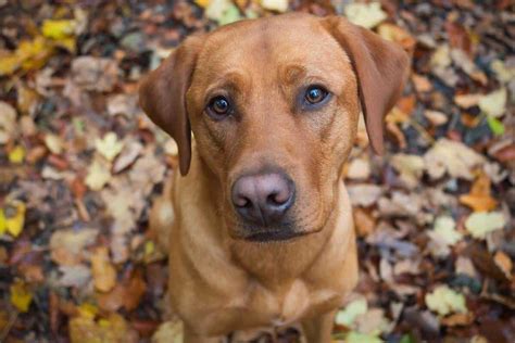 11 Unique Names For Your Red Fox Labrador - The Labrador Family