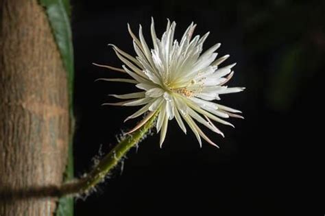 1st time-lapse of rare moonflower blooming is stunning | Live Science