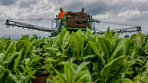 Southern Farmers Reckon With Push to Raise Tobacco-Buying Age | The Pew ...