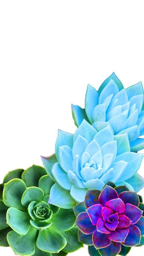 Succulents Wallpaper Laptop - Best Succulent Ideas