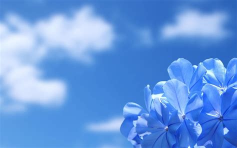 20+ Blue Flower Backgrounds | Wallpapers | FreeCreatives