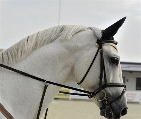 English Bridles — The Ultimate Rider’s Guide | Farm House Tack