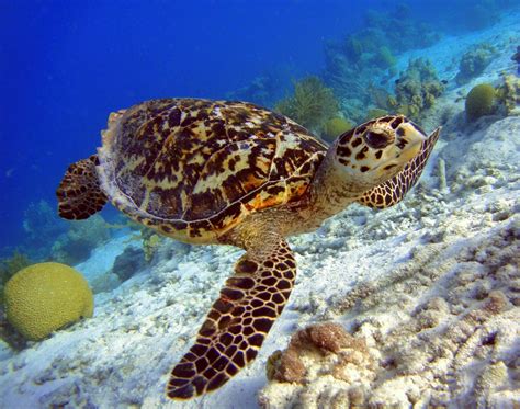 Hawksbill Sea Turtle Pictures