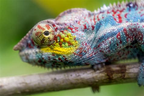 How do Chameleons Change Color? Their Secrets Revealed