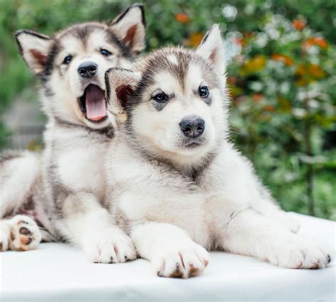 The Siberian Husky Dog Breed Information Center | Alaskan dog, Shepherd ...