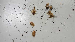 How To Spot and Get Rid Of Cockroach Droppings Instantly - Babyroaches