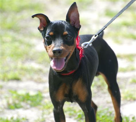 Miniature Pinscher - Puppies, Rescue, Pictures, Information ...