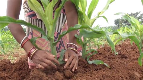 Maize Cultivation - Package of practice - YouTube