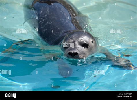 Skegness Natureland Seal Sanctuary, Lincolnshire, UK Stock Photo - Alamy