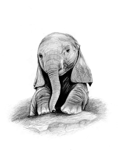 Baby Elephant Sketch at PaintingValley.com | Explore collection of Baby ...